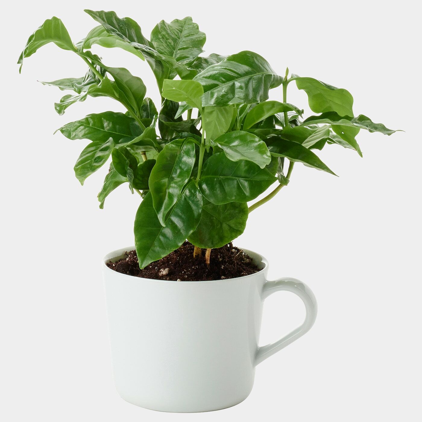 COFFEA ARABICA Pflanze im Becher  -  - Möbel Ideen für dein Zuhause von Home Trends. Möbel Trends von Social Media Influencer für dein Skandi Zuhause.