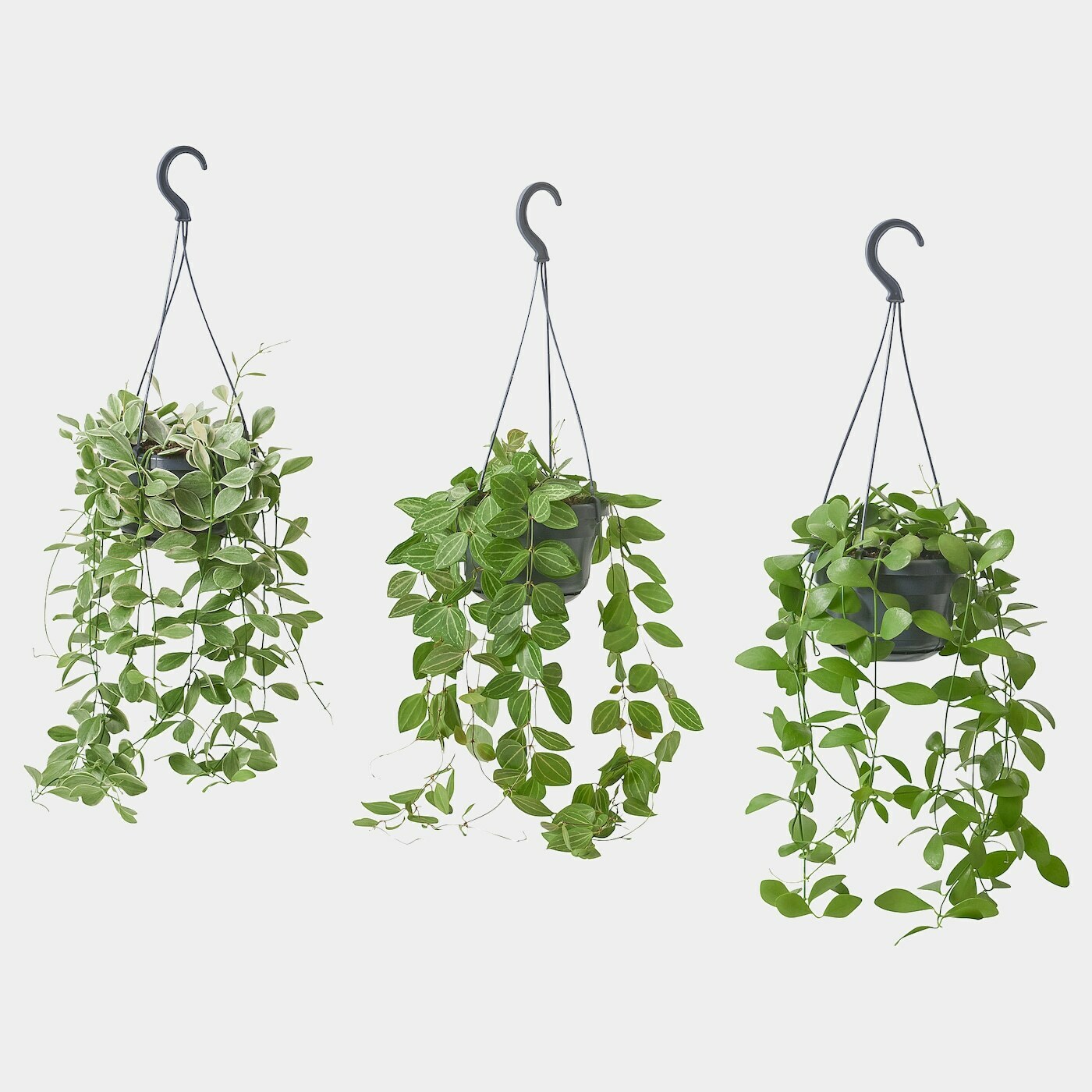 DISCHIDIA Pflanze  -  - Möbel Ideen für dein Zuhause von Home Trends. Möbel Trends von Social Media Influencer für dein Skandi Zuhause.