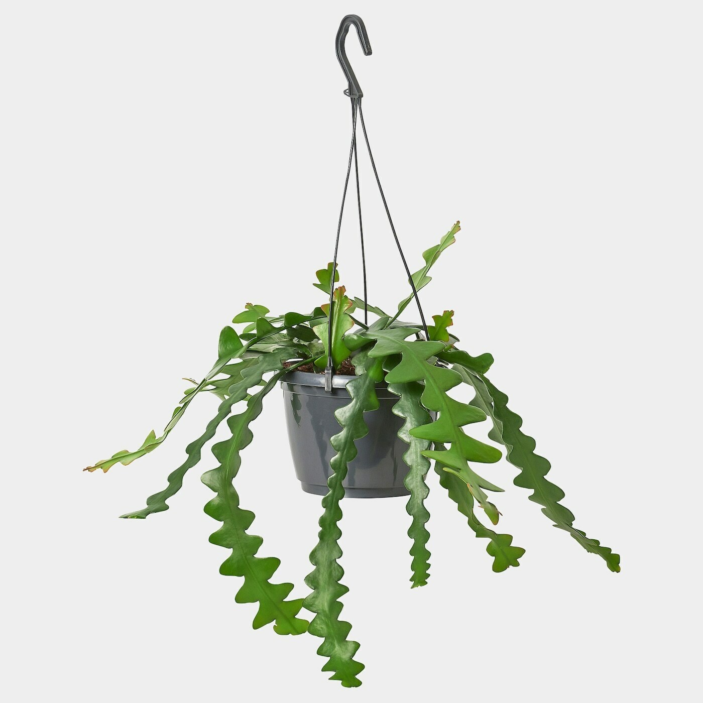 EPIPHYLLUM Ampelpflanze  -  - Möbel Ideen für dein Zuhause von Home Trends. Möbel Trends von Social Media Influencer für dein Skandi Zuhause.