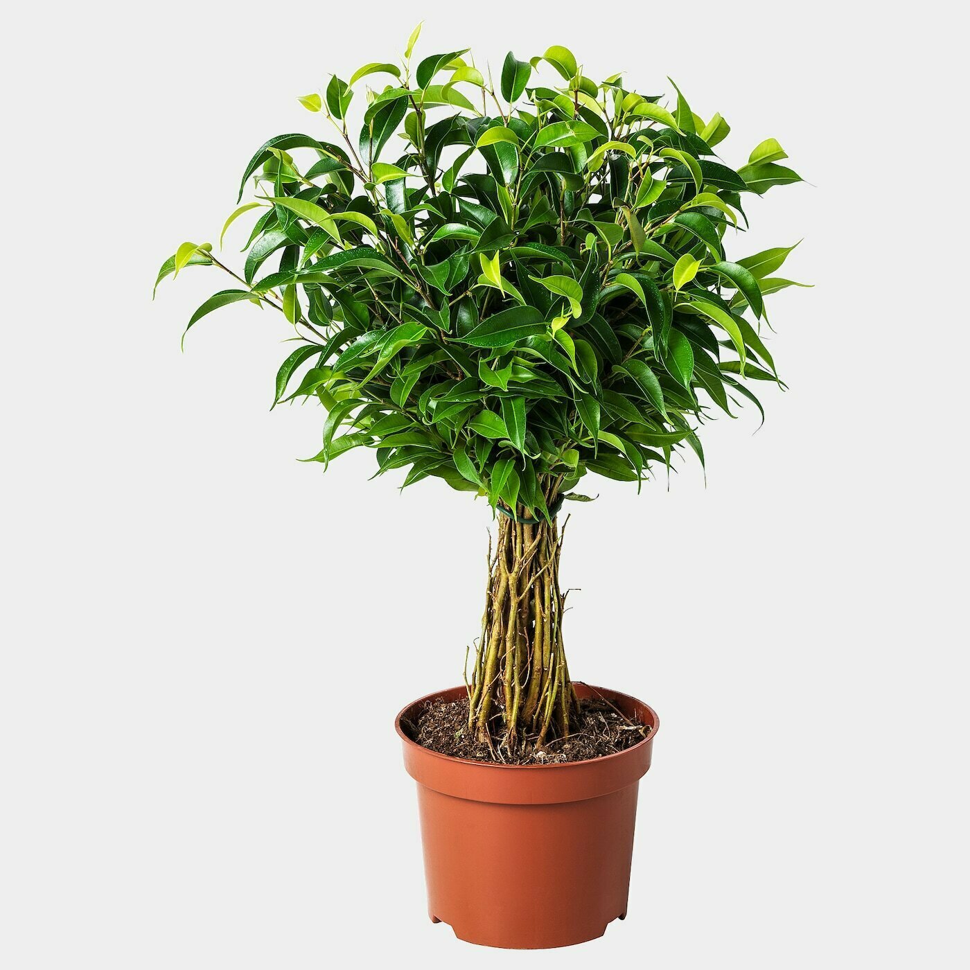 Ficus kleinblättrig