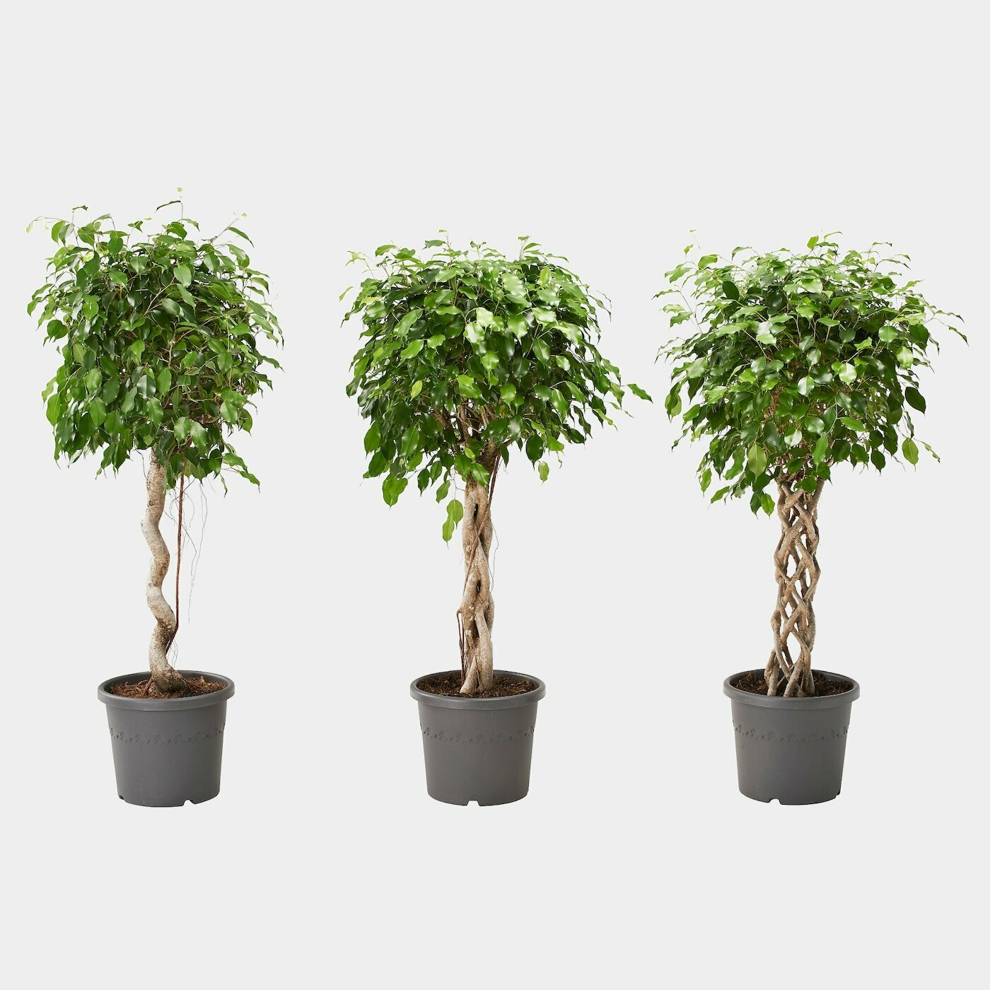 HomeTrends🏠 FICUS BENJAMINA Pflanze In Ficus Grünlaubig/versch. Arten