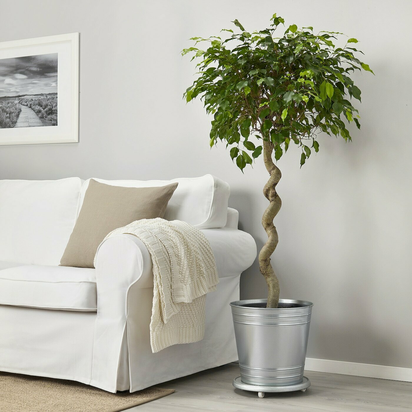 HomeTrends🏠 FICUS BENJAMINA Pflanze In Ficus Grünlaubig/versch. Arten