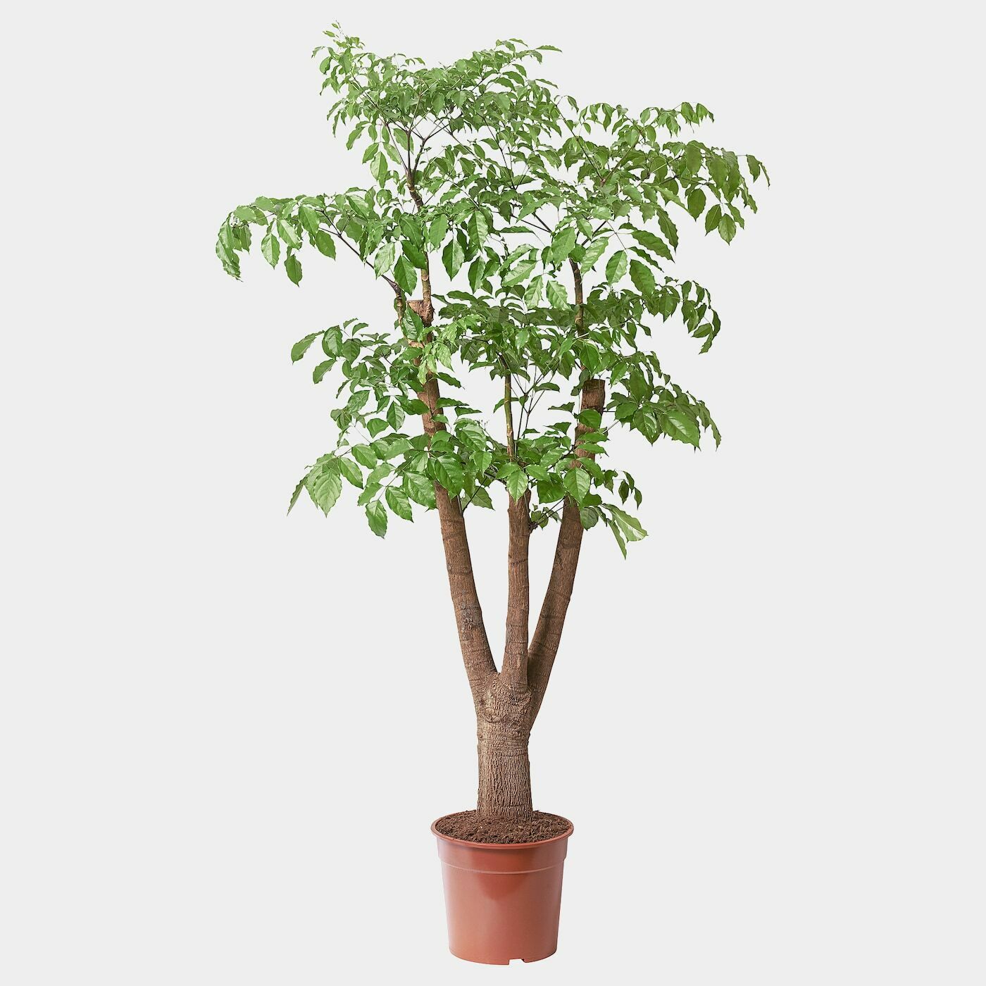 HETEROPANAX CHINENSIS Pflanze  -  - Möbel Ideen für dein Zuhause von Home Trends. Möbel Trends von Social Media Influencer für dein Skandi Zuhause.