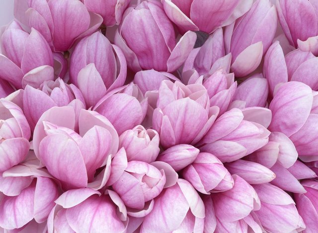 Papermoon Fototapete »Pink Magnolia«, glatt-Tapeten-Inspirationen