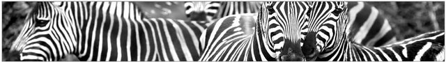 MySpotti Küchenrückwand »fixy Zebra herd«, selbstklebende und flexible Küchenrückwand-Folie-Küchenrückwände-Inspirationen