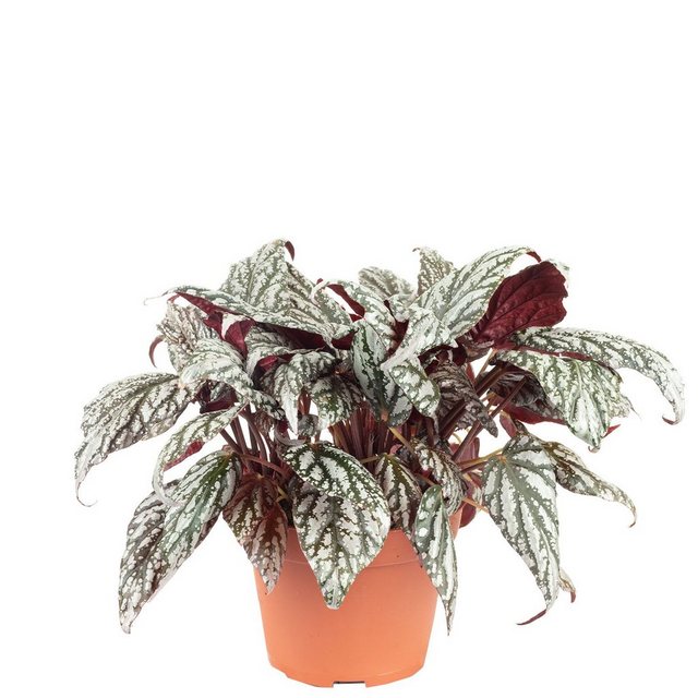 Flowerbox Zimmerpflanze »Begonie - Begonia Magic Colours Mix«-Pflanzen-Inspirationen