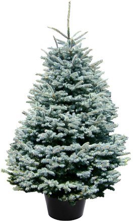 Weihnachtsbaum Guru Echter Weihnachtsbaum »Edeltanne im Topf«, Edeltanne-Weihnachtsbäume-Inspirationen