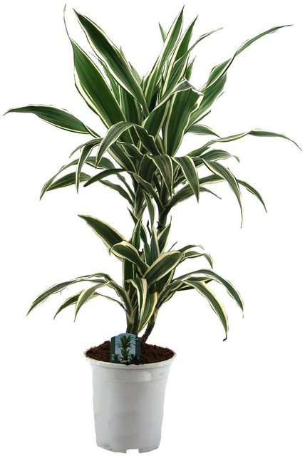 Dominik Zimmerpflanze »Drazena«, Höhe: 50 cm, 1 Pflanze-Pflanzen-Inspirationen