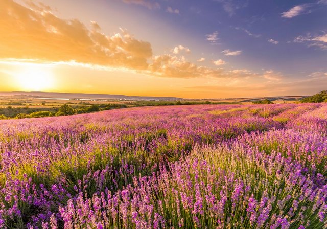 Papermoon Fototapete »Lavender Field«, glatt-Tapeten-Inspirationen