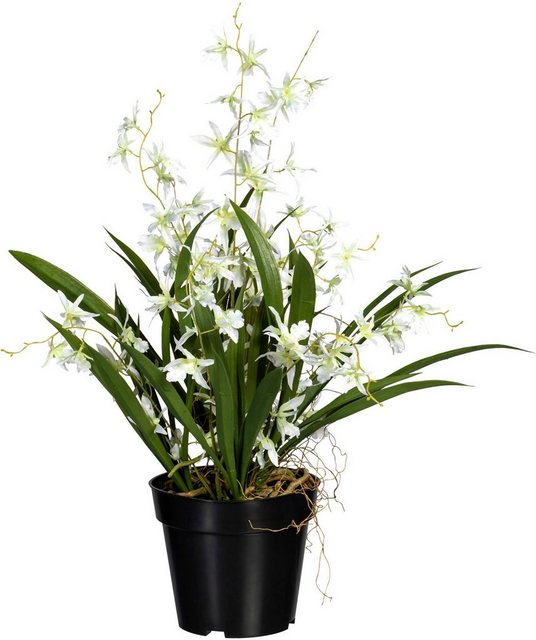 Kunstorchidee »Oncidie Dancing Queen« Orchidee Oncidie, Creativ green, Höhe 60 cm-Kunstpflanzen-Inspirationen