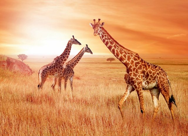 Papermoon Fototapete »African Giraffes«, glatt-Tapeten-Inspirationen