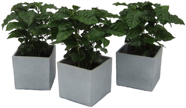 Dominik Zimmerpflanze »Kaffee-Pflanzen«, Höhe: 30 cm, 3 Pflanzen in Dekotöpfen-Pflanzen-Inspirationen