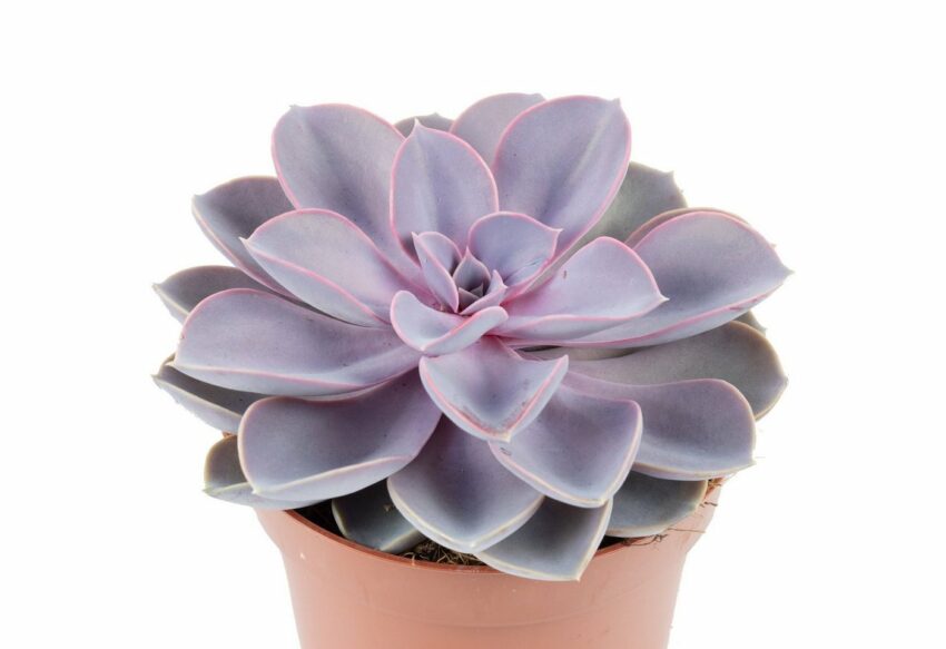 Flowerbox Zimmerpflanze »Echeverie - Echeveria purple pearl«-Pflanzen-Ideen für dein Zuhause von Home Trends