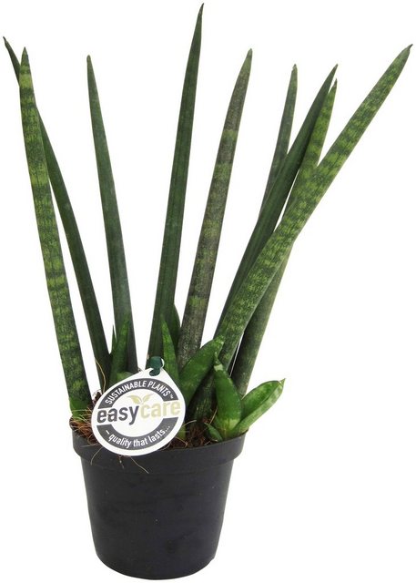 Dominik Zimmerpflanze »Bogenhanf Sky Long«, Höhe: 20 cm, 1 Pflanze-Pflanzen-Inspirationen