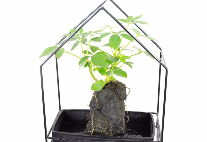 Flowerbox Zimmerpflanze »Strahlenaralie im Lavastein-Haus - Schefflera«-Pflanzen-Ideen für dein Zuhause von Home Trends