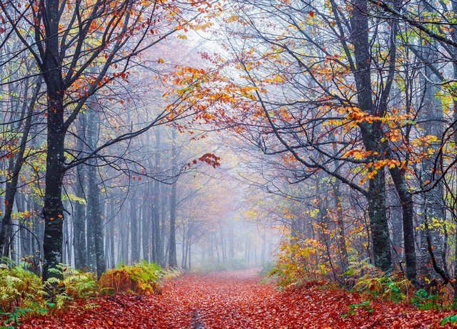Papermoon Fototapete »Foggy Autumn Forest Road«, glatt-Tapeten-Inspirationen