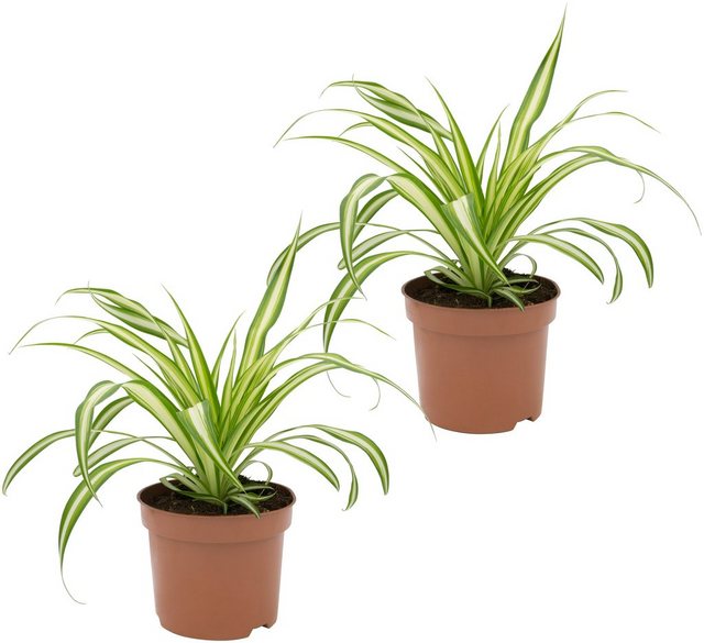Dominik Zimmerpflanze »Grünlilien«, Höhe: 15 cm, 2 Pflanzen-Pflanzen-Inspirationen
