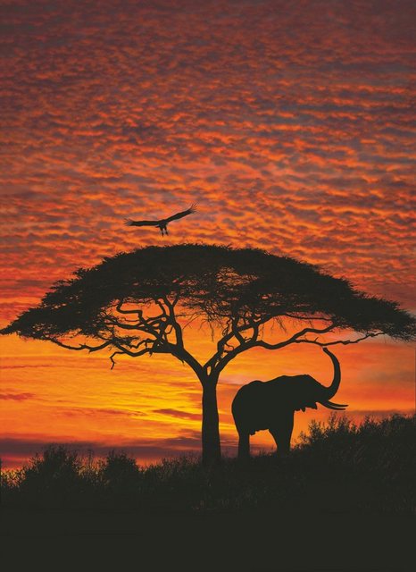 Komar Fototapete »African Sunset«, glatt, bedruckt, Wald, (Set), ausgezeichnet lichtbeständig-Tapeten-Inspirationen