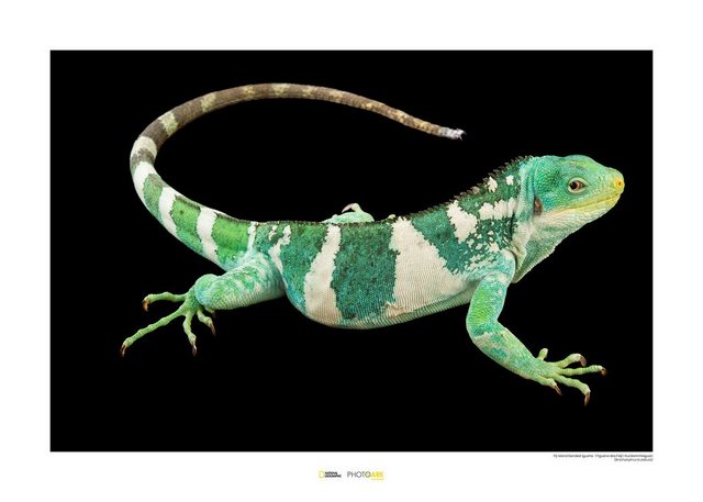 Komar Poster »Fiji Island Banded Iguana«, Tiere, Höhe: 30cm-Bilder-Inspirationen