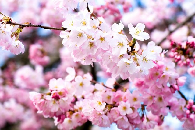 Papermoon Fototapete »Cherry Blossoms«, glatt-Tapeten-Inspirationen
