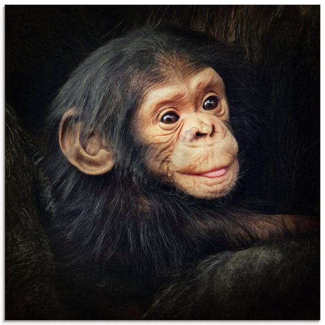 Artland Glasbild »Kleiner Schimpanse«, Wildtiere (1 Stück)-Bilder-Inspirationen