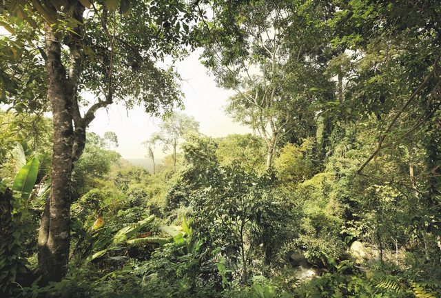 Komar Fototapete »Dschungel«, (4 St)-Tapeten-Inspirationen