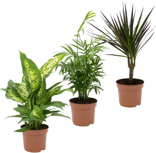 Dominik Zimmerpflanze »Grünpflanzen-Set«, Höhe: 30 cm, 3 Pflanzen-Pflanzen-Inspirationen