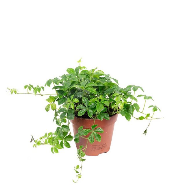 Flowerbox Zimmerpflanze »Zimmerwein "Smit Verona Vein" - Parthenocissus striata«-Pflanzen-Inspirationen