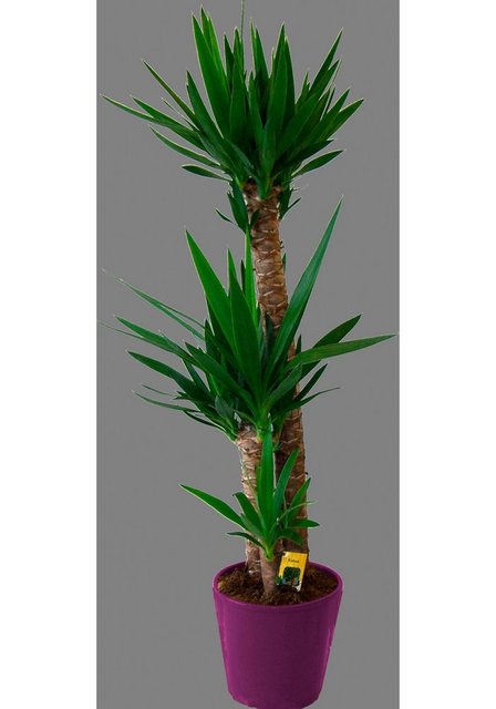 BCM Zimmerpflanze »Riesenpalmlilie«-Pflanzen-Inspirationen