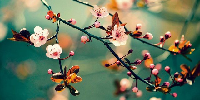 Home affaire Leinwandbild »Montypeter: Blühende japanische Kirsch Shakura«, 100/50 cm-Bilder-Inspirationen