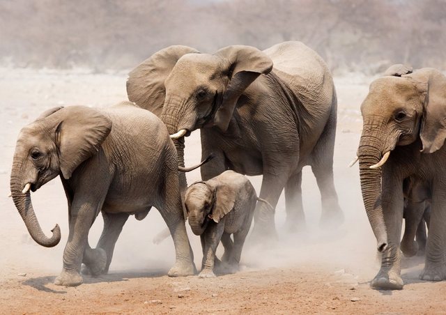 Papermoon Fototapete »Elephan Herd«, glatt-Tapeten-Inspirationen