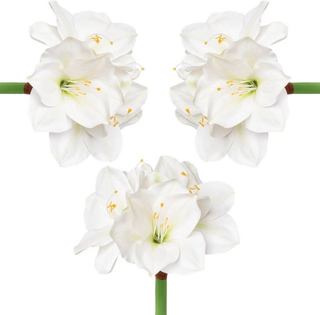Kunstblume Amaryllis, Creativ deco, Höhe 56 cm, 3er Set-Kunstpflanzen-Inspirationen