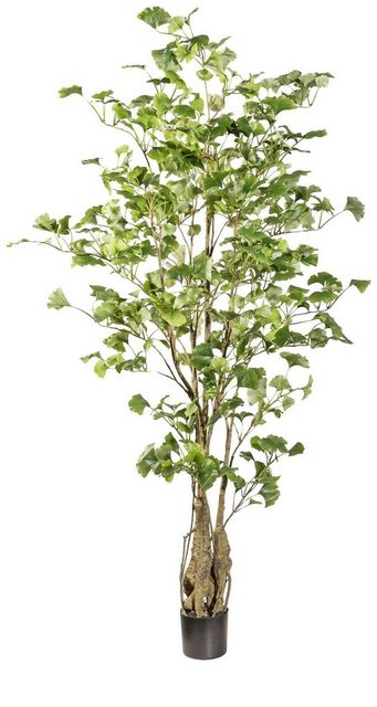 Kunstpflanze »Gingkobaum«, Creativ green, Höhe 155 cm-Kunstpflanzen-Inspirationen