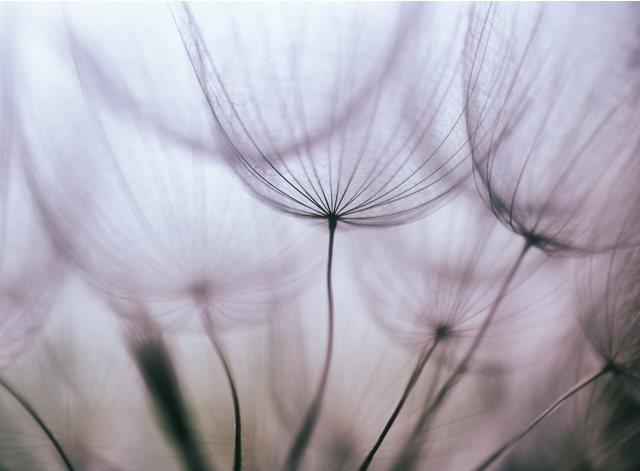Papermoon Fototapete »Purple Abstract Dandelion«, glatt-Tapeten-Inspirationen