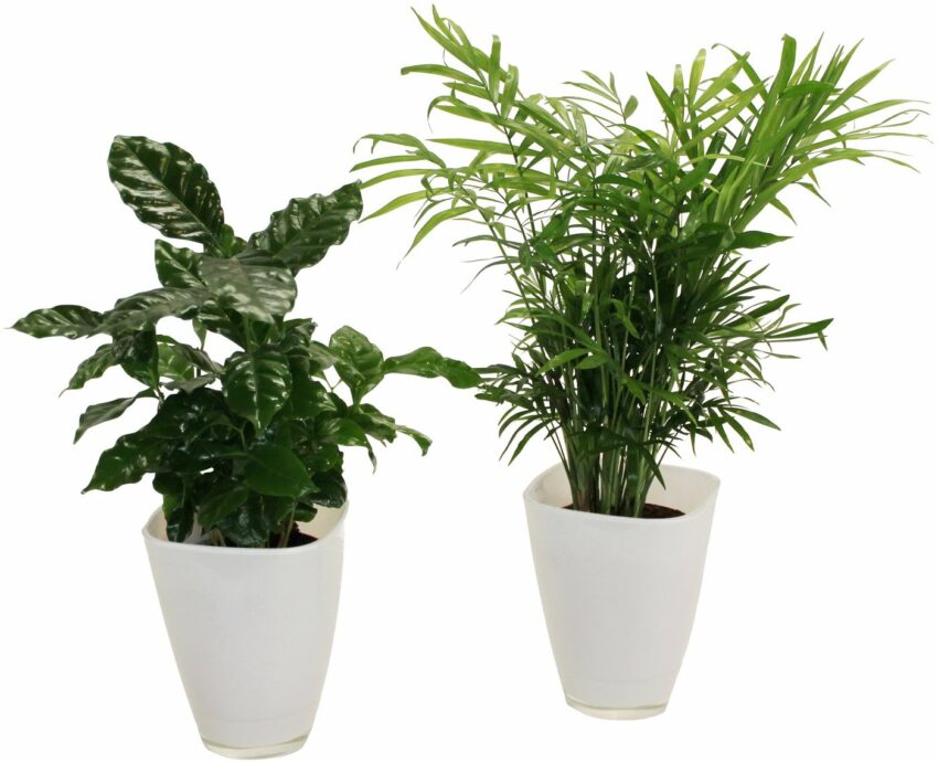 Dominik Zimmerpflanze »Palmen-Set«, Höhe: 30 cm, 3 Pflanzen in Dekotöpfen-Pflanzen-Ideen für dein Zuhause von Home Trends