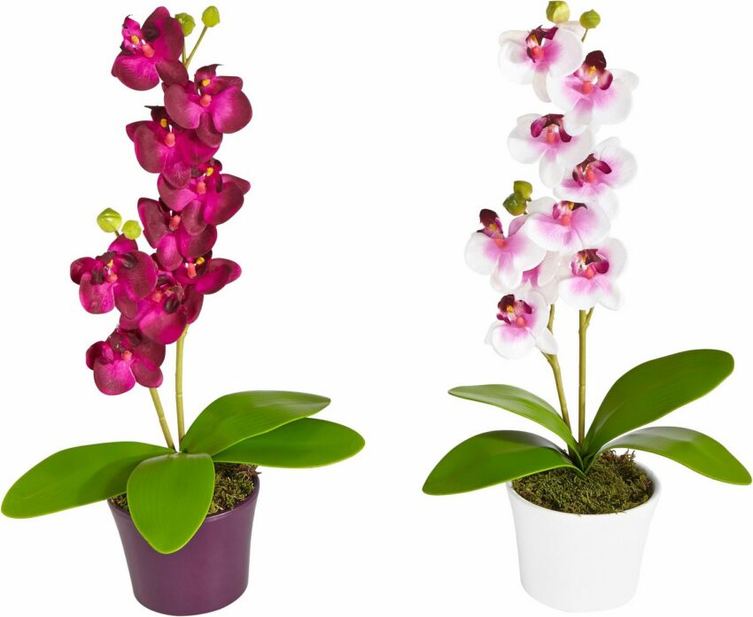 Kunstpflanze Orchidee, Creativ green, Höhe 40 cm, im Keramiktopf, 2er-Set-Kunstpflanzen-Ideen für dein Zuhause von Home Trends