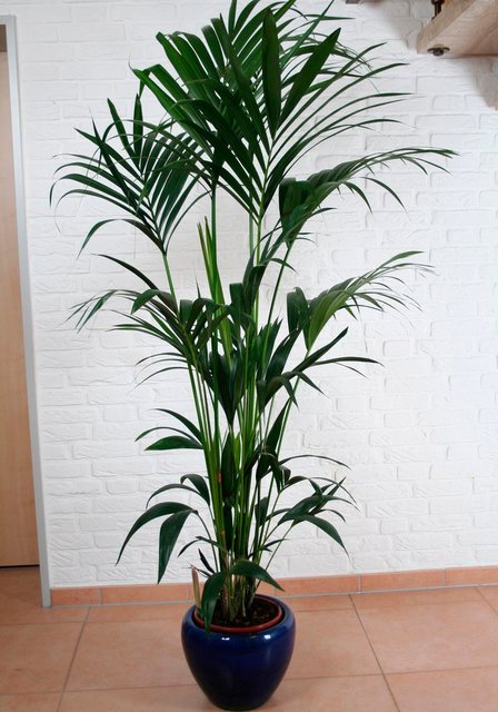 BCM Zimmerpflanze »Kentiapalme«-Pflanzen-Inspirationen