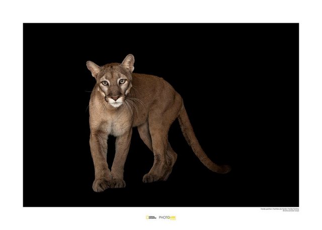 Komar Poster »Florida Panther«, Tiere, Höhe: 30cm-Bilder-Inspirationen