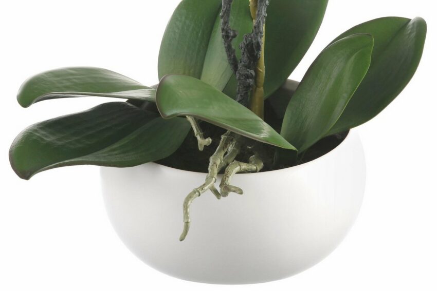 Kunstpflanze »Orchidee« Orchidee, Creativ green, Höhe 42 cm-Kunstpflanzen-Ideen für dein Zuhause von Home Trends