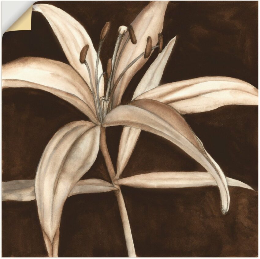 Artland Wandbild »Sepia Lilie II«, Blumen (1 Stück), in vielen Größen & Produktarten - Alubild / Outdoorbild für den Außenbereich, Leinwandbild, Poster, Wandaufkleber / Wandtattoo auch für Badezimmer geeignet-Bilder-Ideen für dein Zuhause von Home Trends