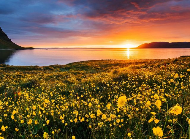 Papermoon Fototapete »Flower Field Kirkjufell Iceland«, glatt-Tapeten-Inspirationen