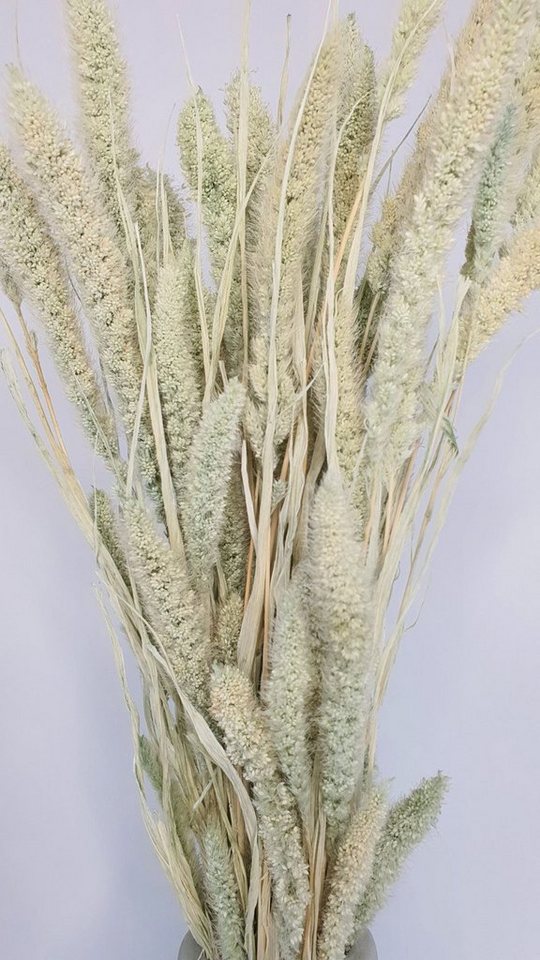 Trockenblume »Bunch of Setaria«, Everflowers, Höhe 65 cm-Kunstpflanzen-Ideen für dein Zuhause von Home Trends