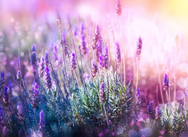 Papermoon Fototapete »Lavender Field«, glatt-Tapeten-Inspirationen