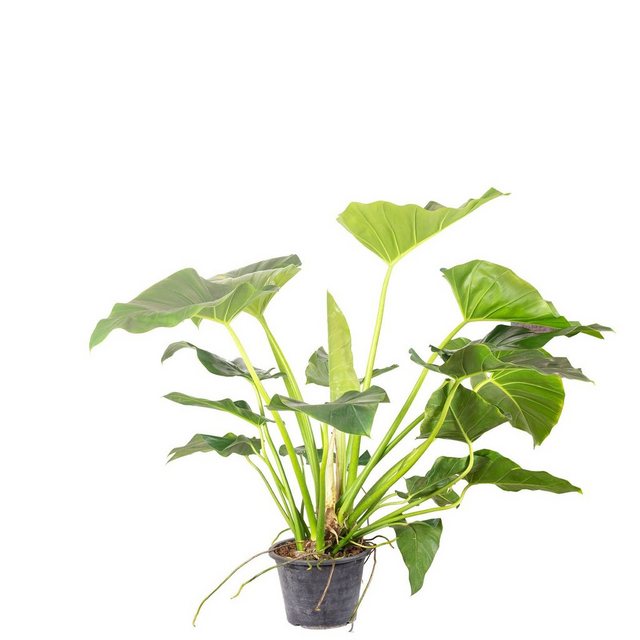 Flowerbox Zimmerpflanze »Herzblättriger Philodendron - Philodendron Cordatum«-Pflanzen-Inspirationen