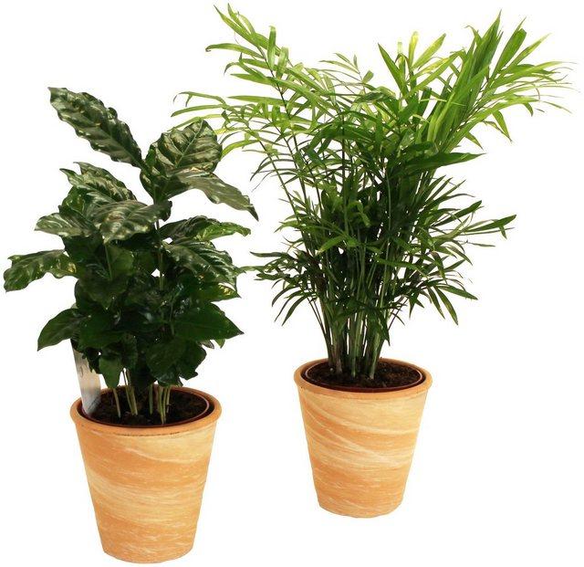 Dominik Zimmerpflanze »Palmen-Set«, Höhe: 15 cm, 2 Pflanzen in Dekotöpfen-Pflanzen-Inspirationen
