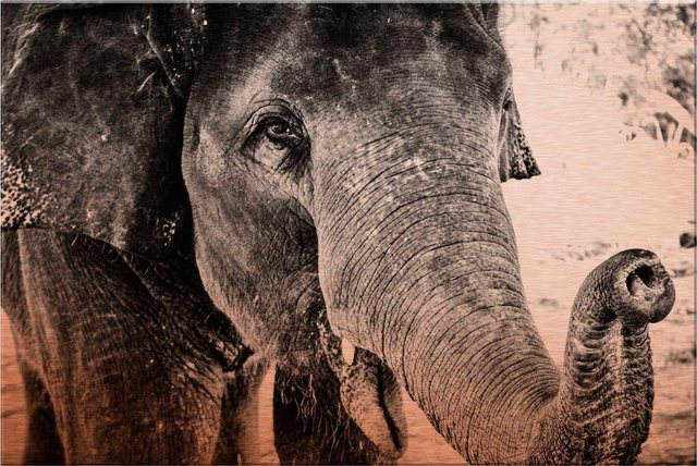 Wall-Art Alu-Dibond-Druck »Indian Elephant«, 60/40 cm-Bilder-Inspirationen
