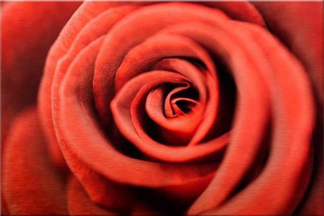 Wall-Art Alu-Dibond-Druck »Rote Rose«, 120/75 cm-Bilder-Inspirationen