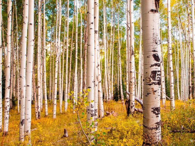 Papermoon Fototapete »Birches in Colorado Rocky Mountains«, glatt-Tapeten-Inspirationen