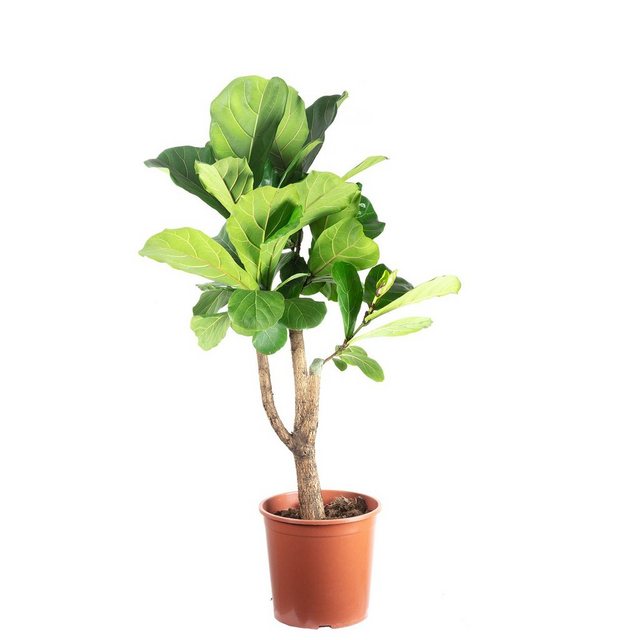 Flowerbox Zimmerpflanze »Geigenfeige - Ficus Lyrata«-Pflanzen-Inspirationen