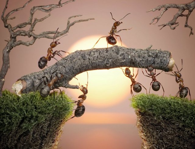 Papermoon Fototapete »Ants Teamwork«, glatt-Tapeten-Inspirationen